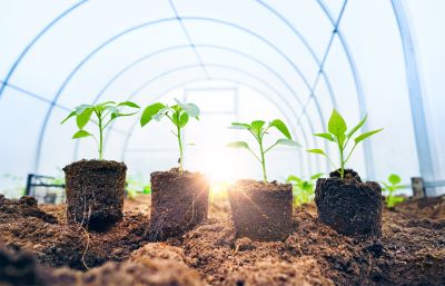 Green Roofing System
